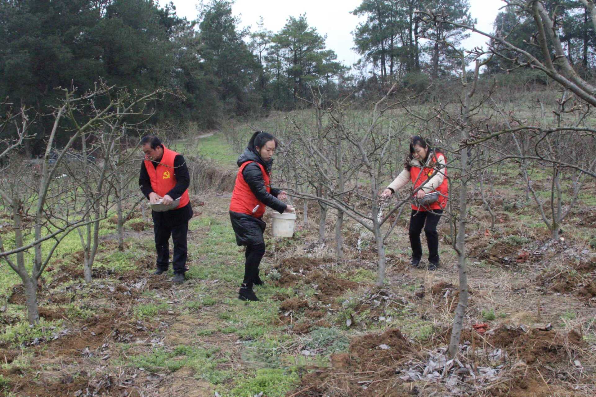 村干部给果树施肥.jpg