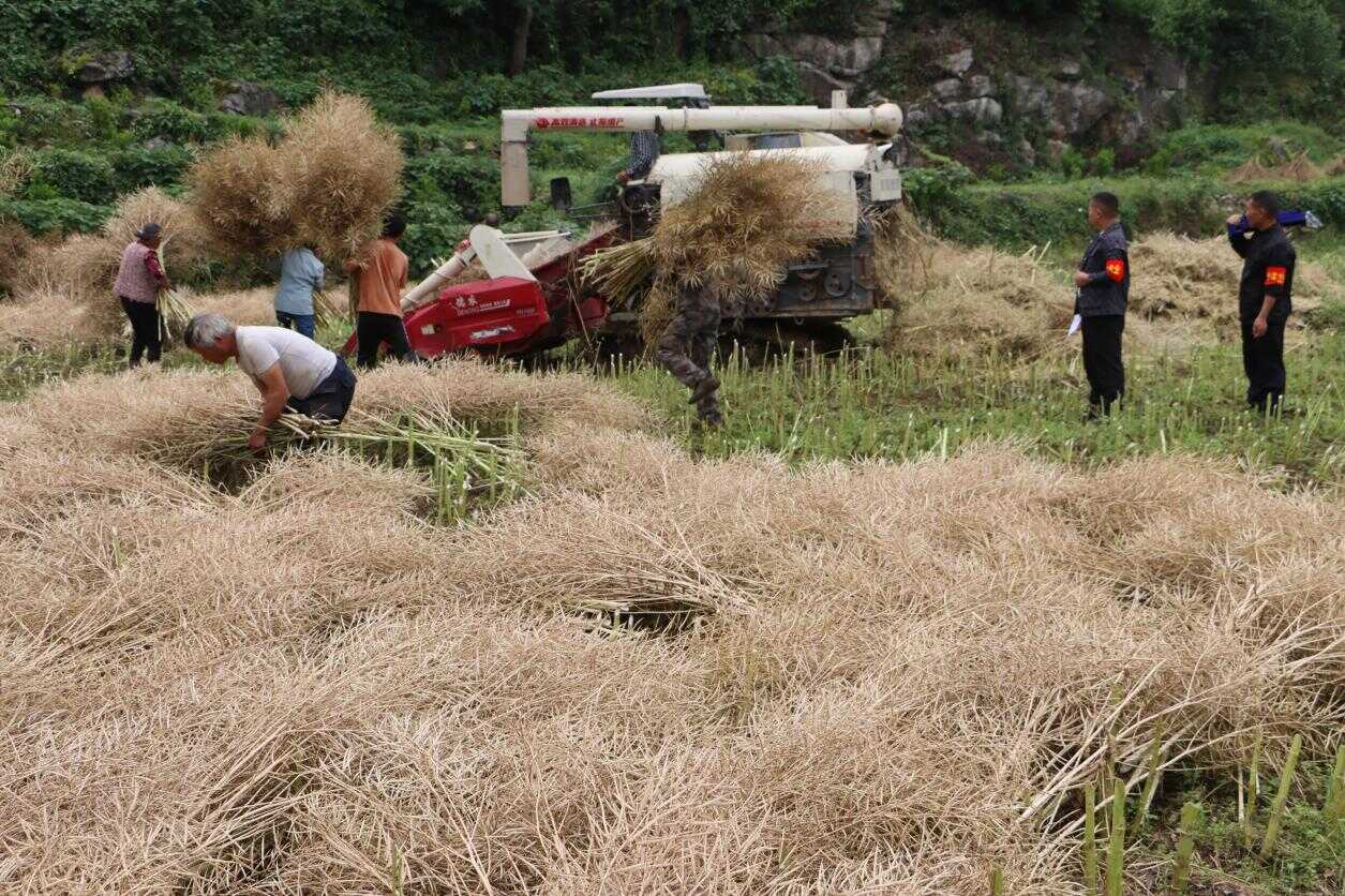 机器收割图2.png