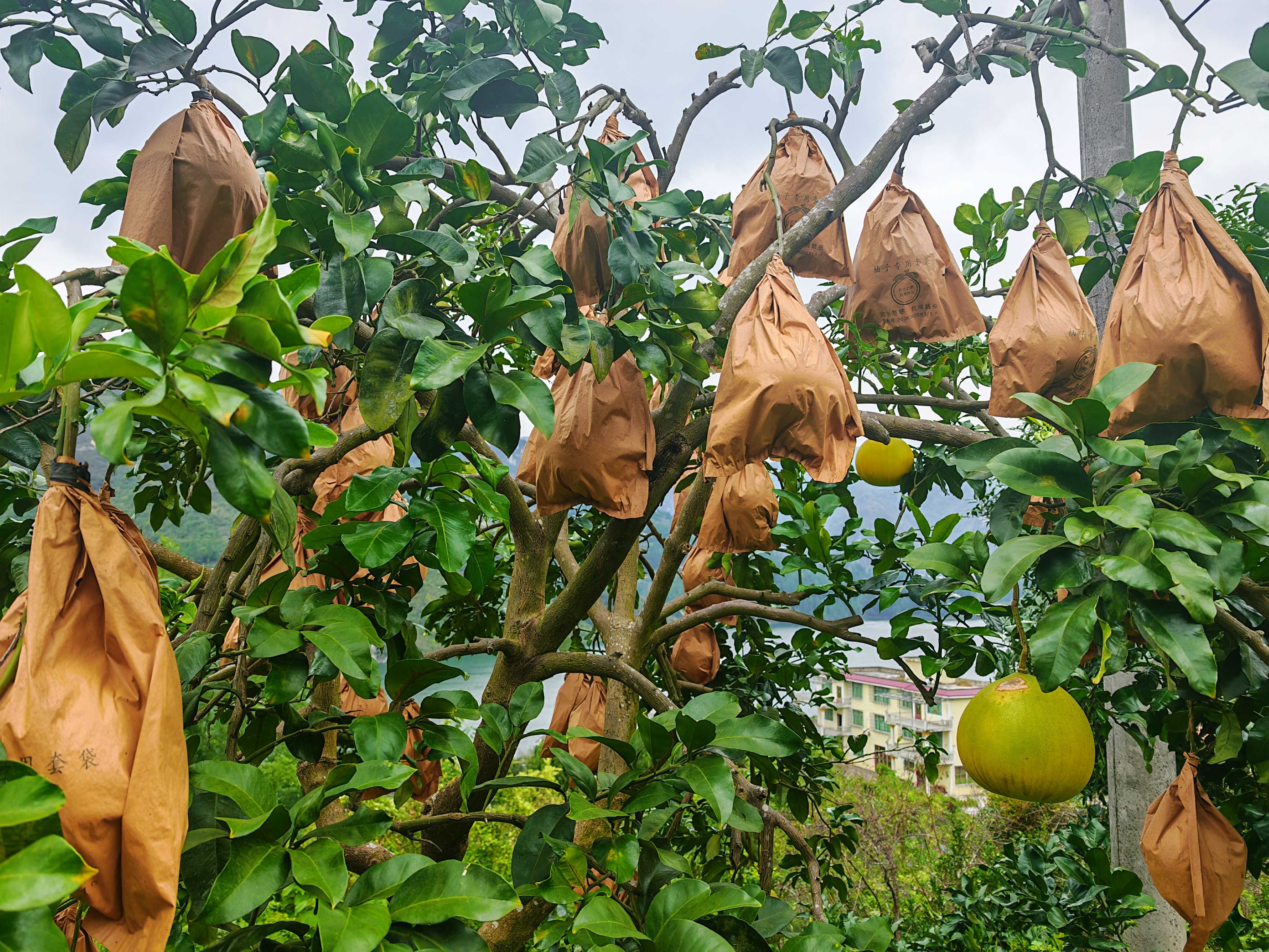 图为:未采摘的柚子.jpg