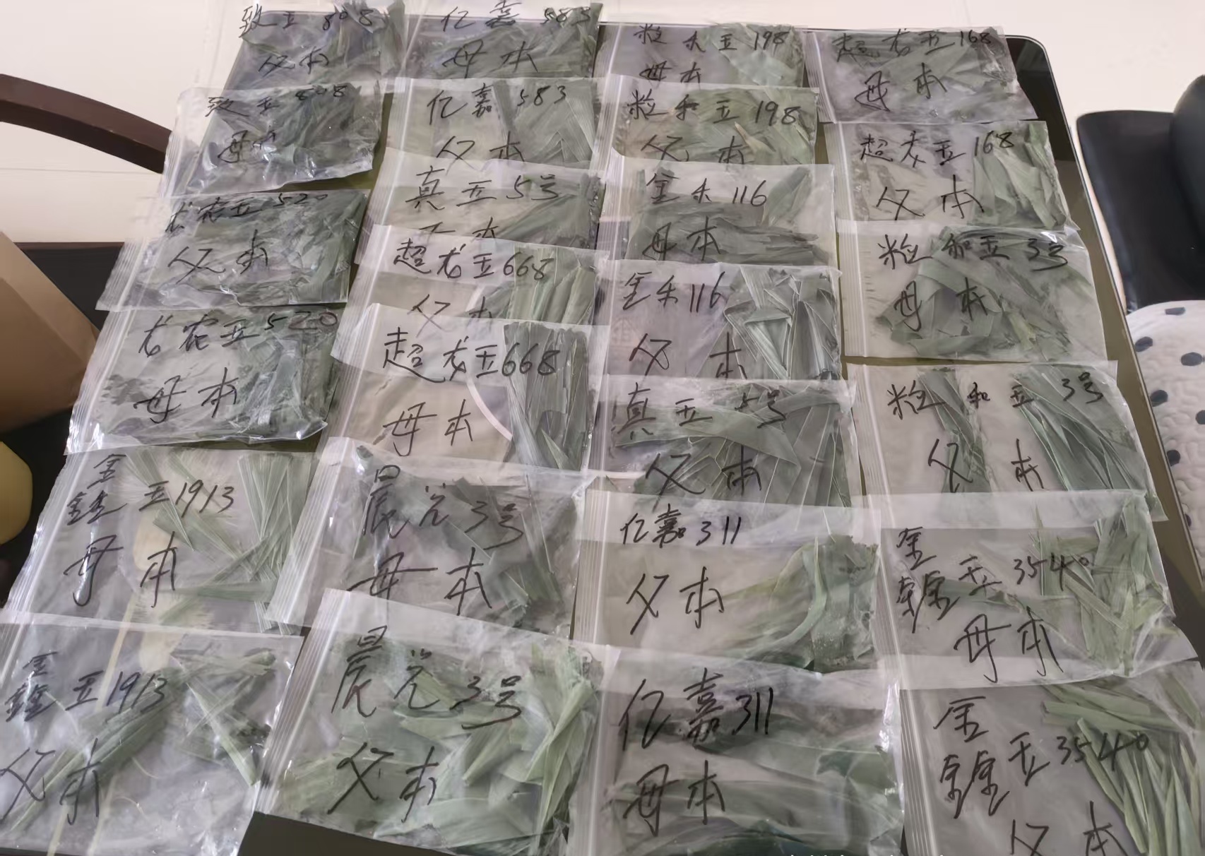 工作人员抽取的不同品种玉米父母本的样品1.jpg