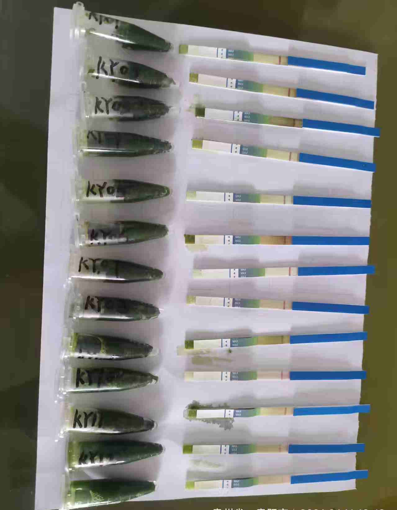 工作人员抽取的不同品种玉米父母本的样品2.jpg