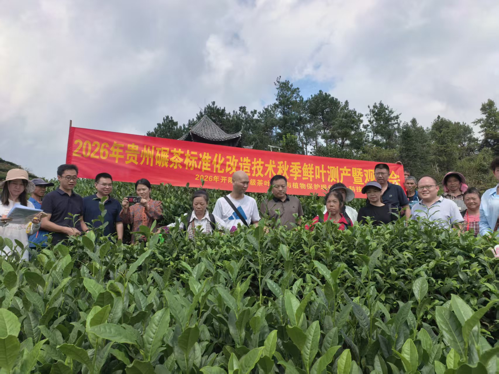 观摩会现场,专家技术人员齐聚示范茶园.jpg